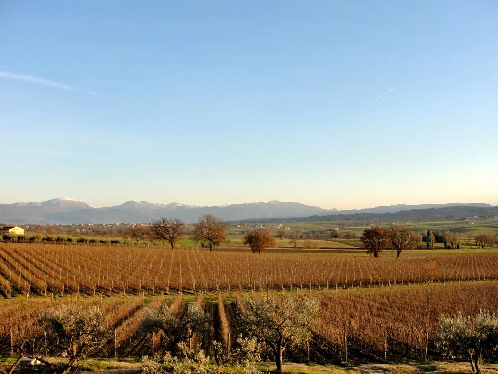 Vigneti di Sagrantino nella campagna di Montefalco con le montagne innevate sullo sfondo